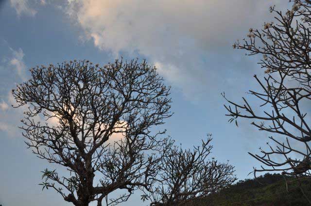 Pluméria, árvore com os seus estranhamente troncos despidos de folhas inibidas pela secura do ar, mas que continua a dar flores, pequenas de quatro branca pétalas, de odor muito doce e que foram adoptadas como símbolo do Laos em termos de promoção turística.