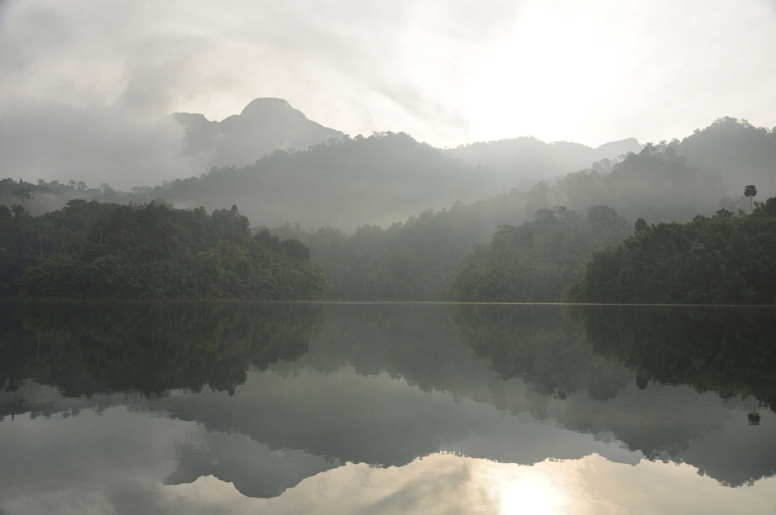 Jungle Morning Mist. Thailand
