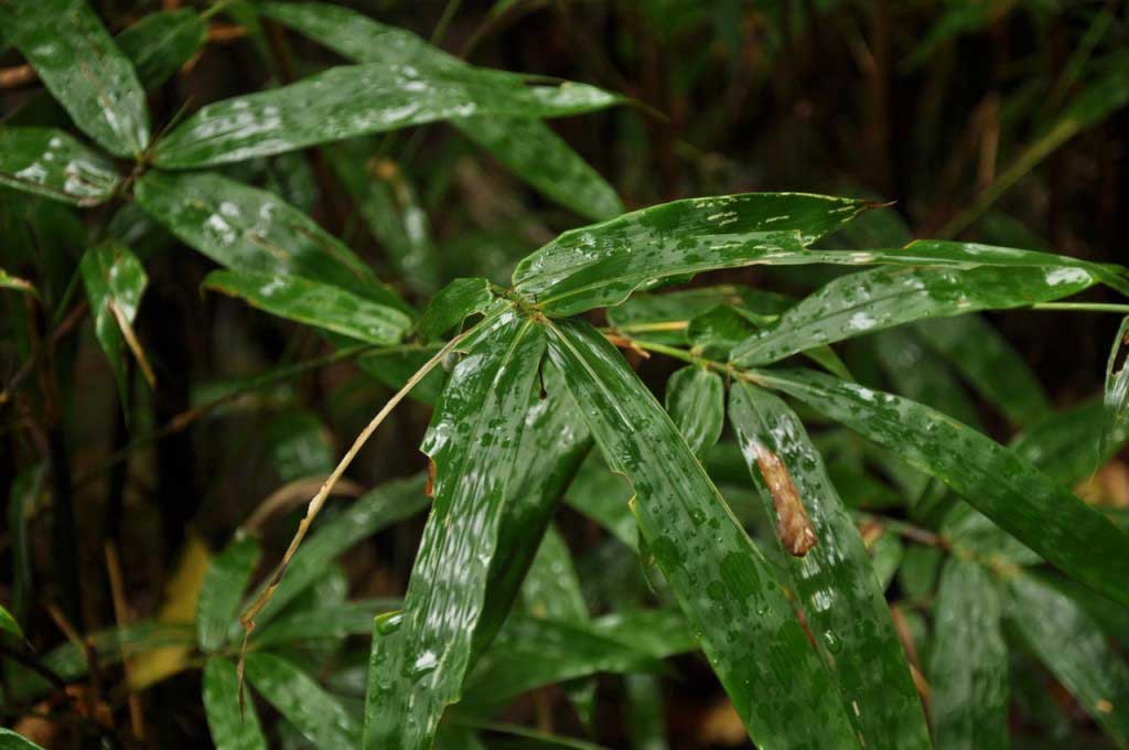 a caminho de Nongriat