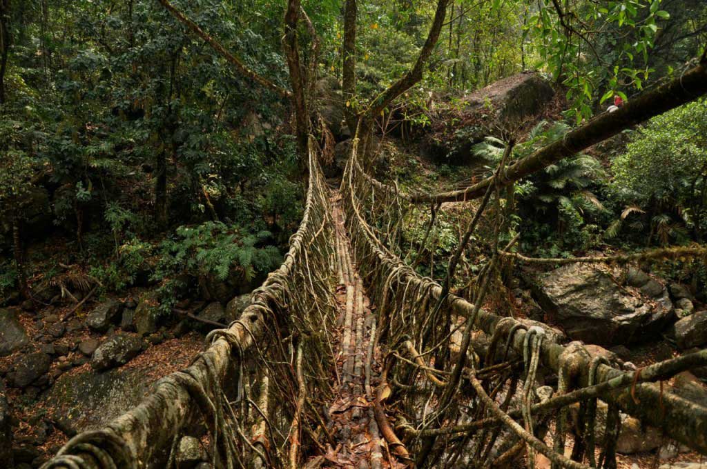 Living root bridges. Nongriat. Megahlaya
