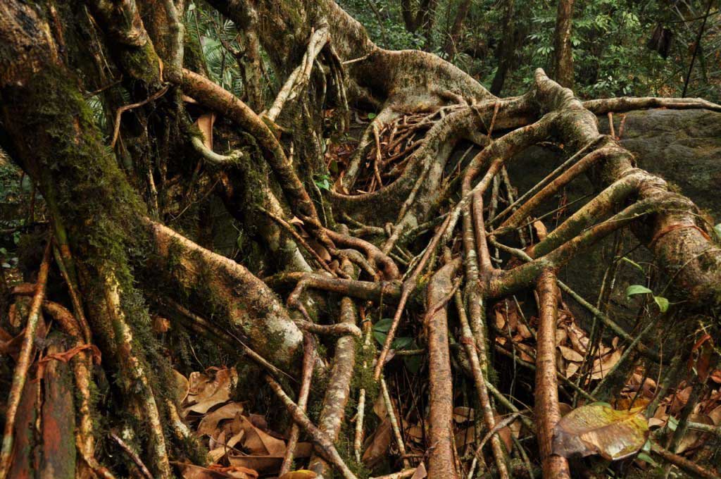 Living root bridges. Nongriat. Megahlaya