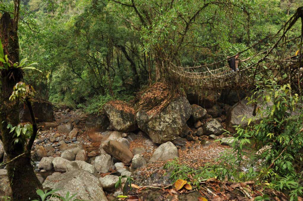 Living root bridges. Nongriat. Megahlaya