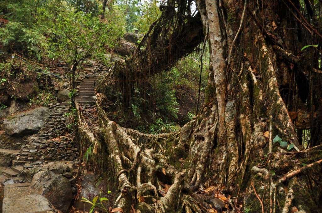 Living root bridges. Nongriat. Megahlaya
