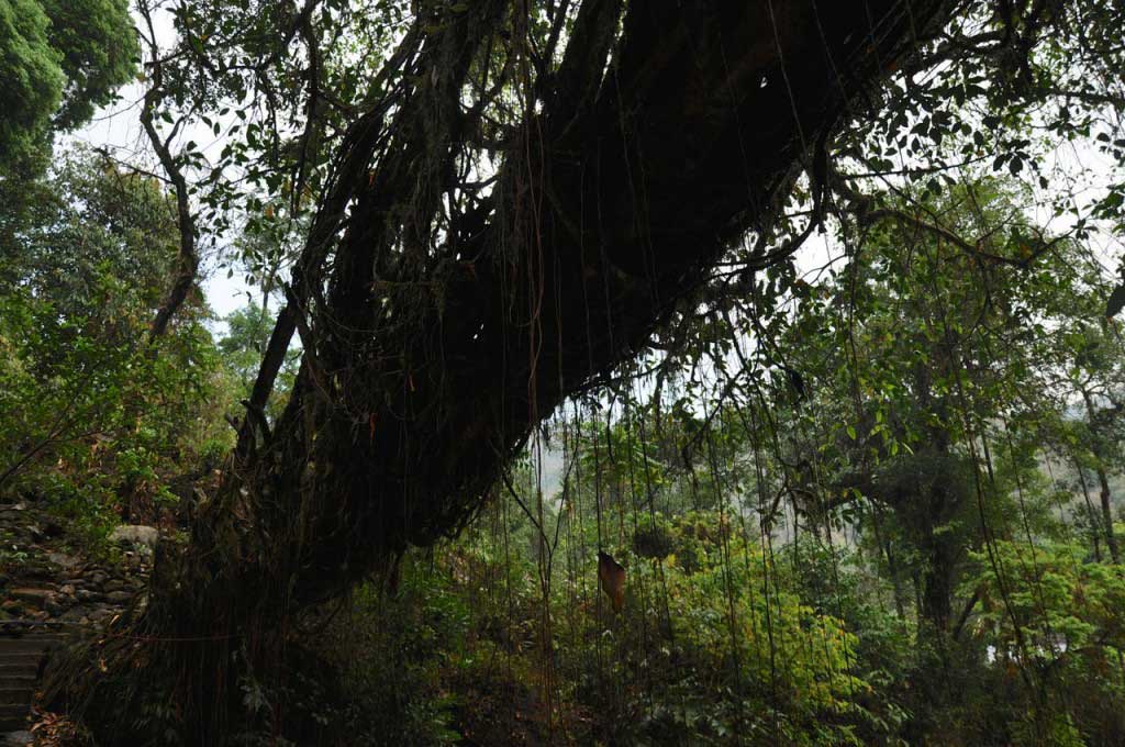 Living root bridges. Nongriat. Megahlaya