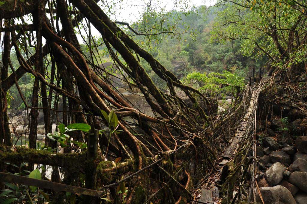 Living root bridges. Nongriat. Megahlaya