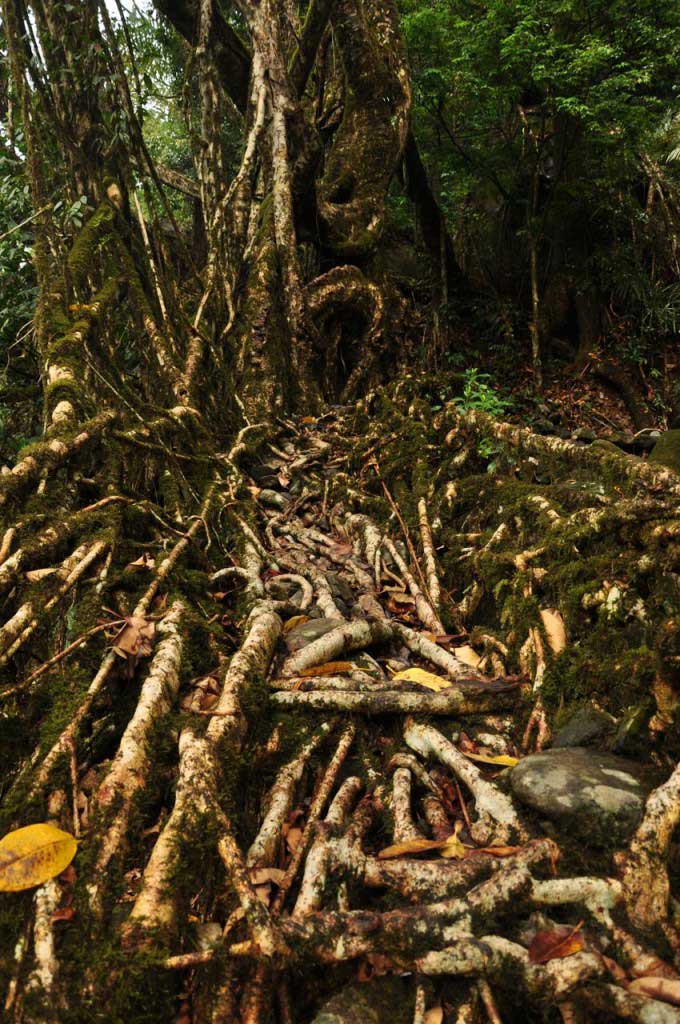 Living root bridges. Nongriat. Megahlaya