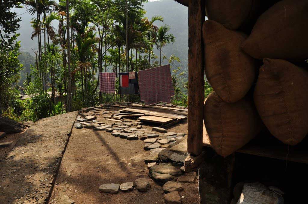 Areca nut tree. Megahlaya. India