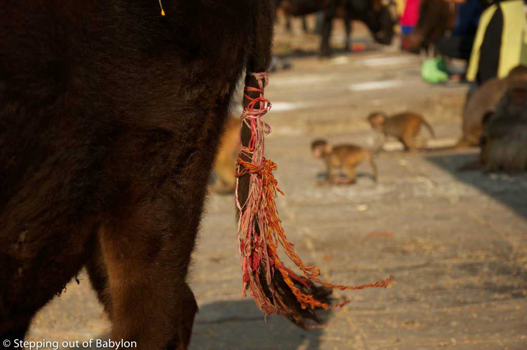 gai puja during Tihar Festival. Kathmandu