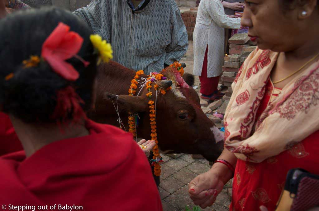gai puja during Tihar Festival. Kathmandu