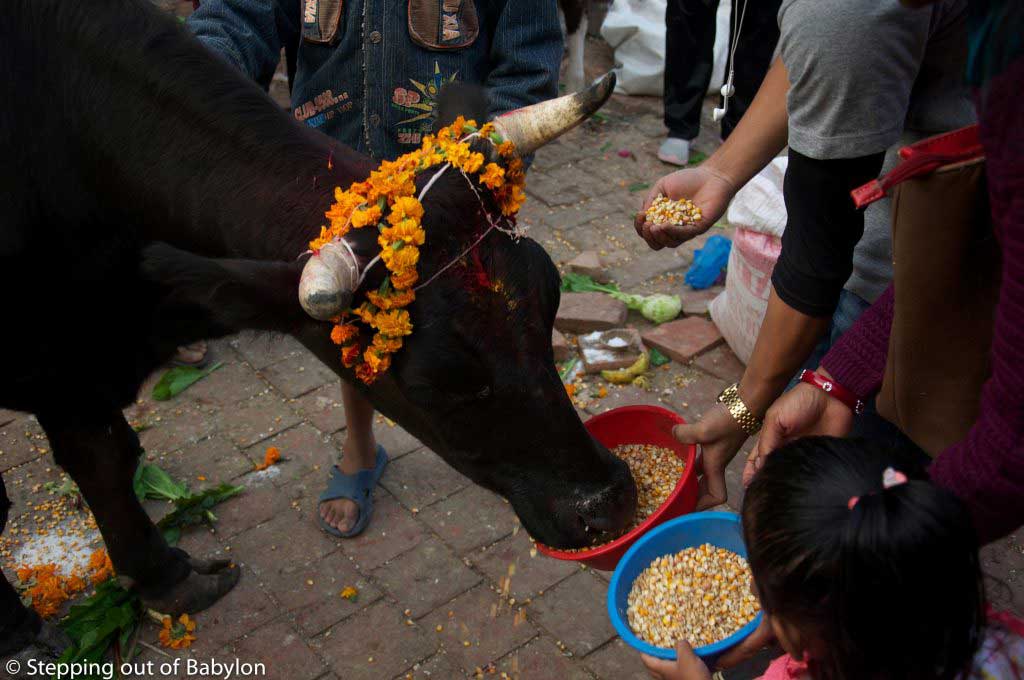 gai puja during Tihar Festival. Kathmandu