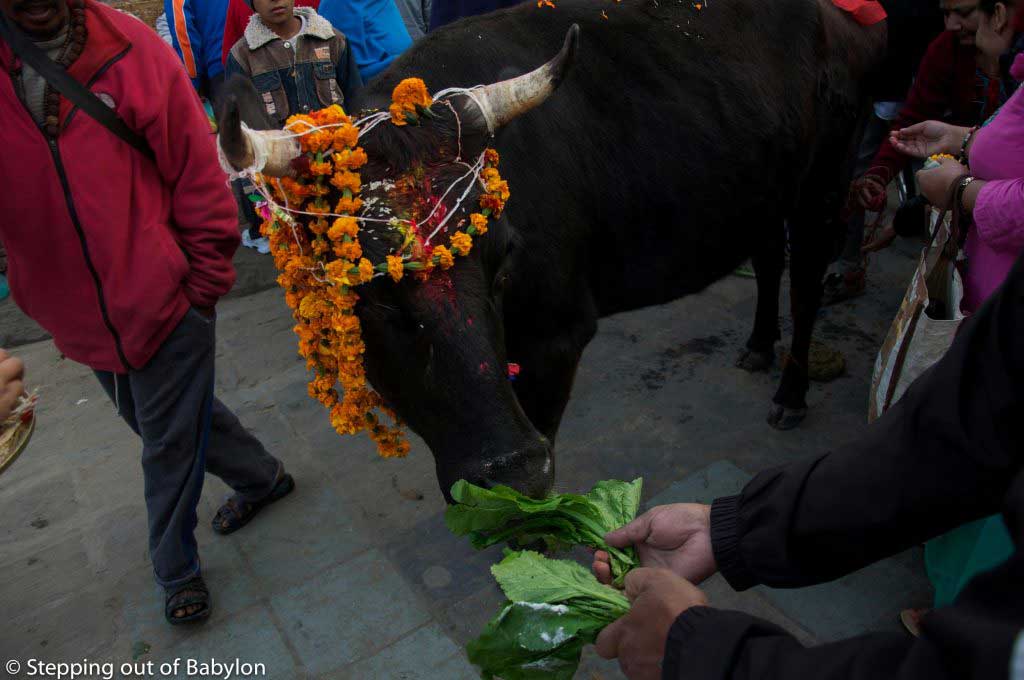gai puja during Tihar Festival. Kathmandu