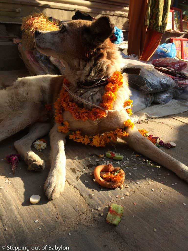 kukur puja during Tihar Festival. Kathmandu