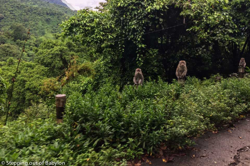 road from Mataram to Bangsal that pass by the Monkey forest where grey monkey wait for food on the road side