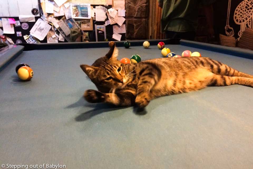 This is Nemo... the spoiled cat of Six Degrees Hostel!! cool cat!