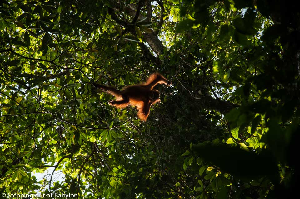 Orangutang... Gunung Leuser National Park . Bukit Lawang