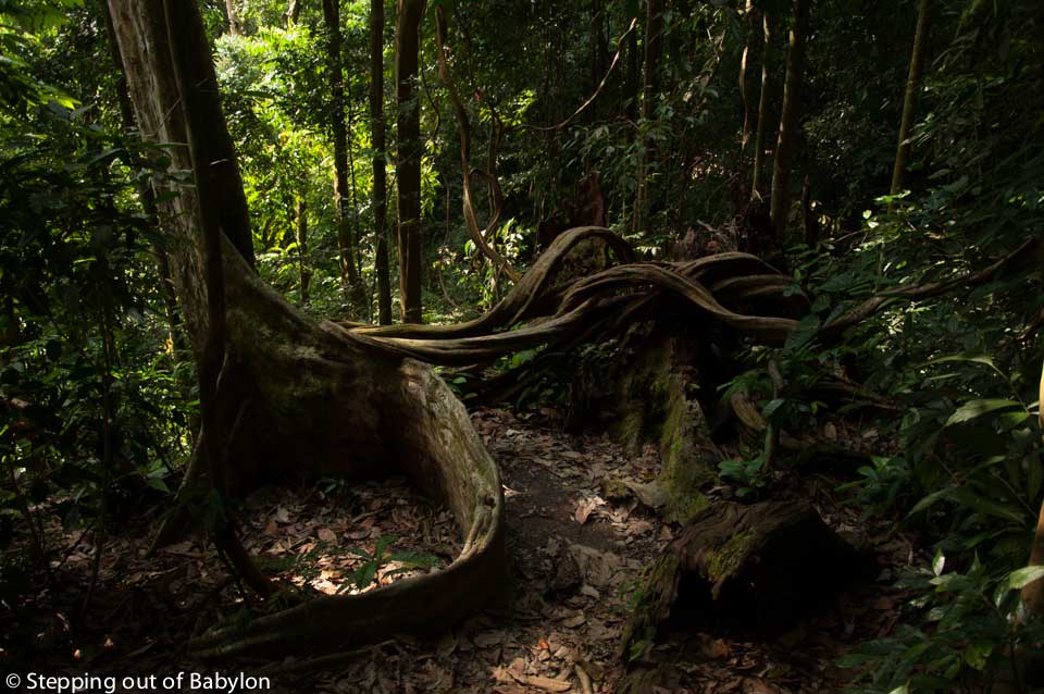 Gunung Leuser National Park . Bukit Lawang