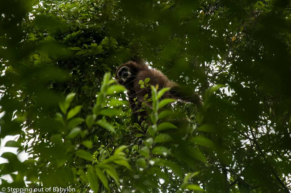 Gibbon... Gunung Leuser National Park . Bukit Lawang