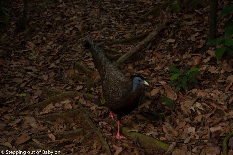 Gunung Leuser National Park . Bukit Lawang