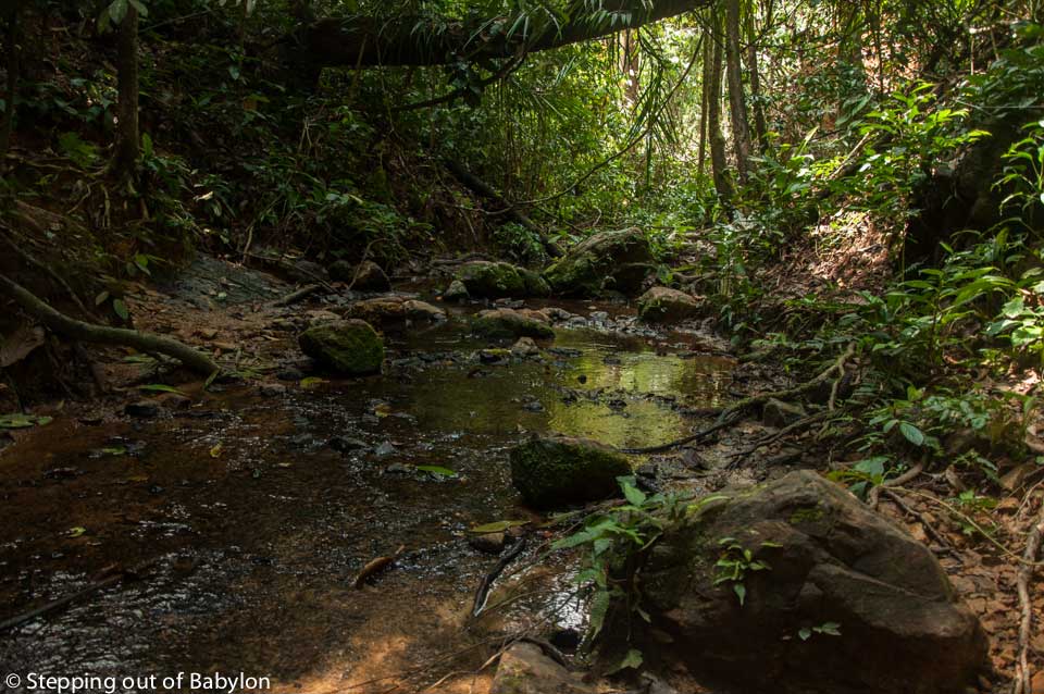 Gunung Leuser National Park . Bukit Lawang