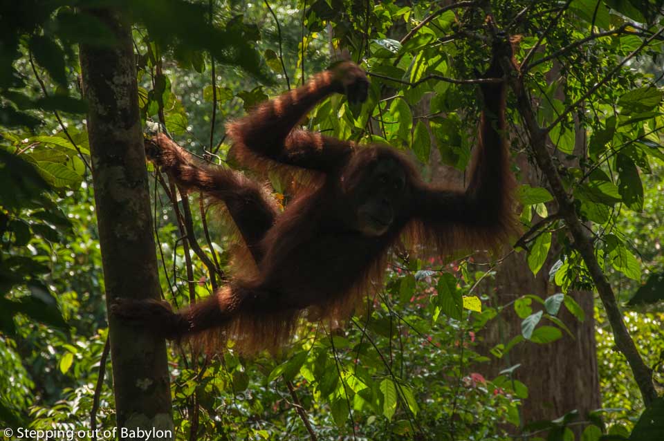 Orangutang... Gunung Leuser National Park . Bukit Lawang