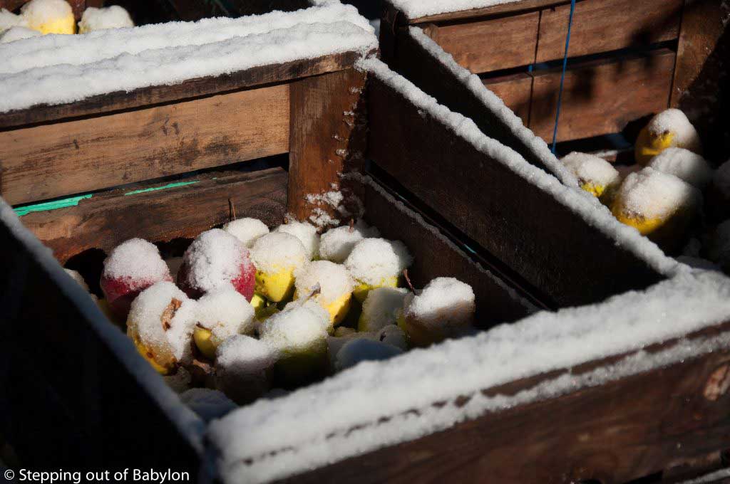Among with honey, nuts and argan oil the apples are also a local product and in the beginning of the winter is the best season for them