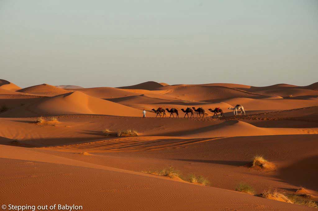 Erg Chebbi at sunrise with the dromedaries returning to Merzouga after the sunrise trip